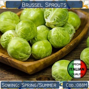 120+ Brussel Sprouts seeds, Italian seeds, Vegetable seeds, Non GMO #088M