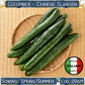 10 Cucumber Chinese Slangen seeds, Vegetable seeds, Non GMO #096M