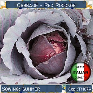 140+ semillas de repollo rojo Roodkop, semillas de repollo Cabeza Negra, semillas de vegetales italianos, sin OGM #TM079