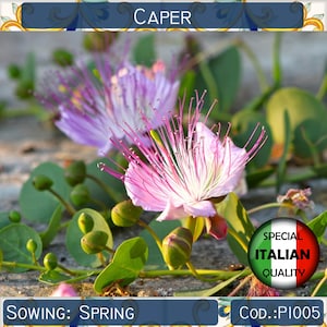 Peut inclure: Gros plan sur une plante de câpres avec des fleurs roses et violettes vibrantes, des boutons verts et des feuilles rondes. Le texte "CAPER", "SOWING: SPRING" et "Cod.:PI005" est visible. Un emblème circulaire indique "SPECIAL ITALIAN QUALITY".