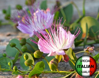 20 kappertjeszaden, Capparis Spinosa-zaden, kappertjesstruikzaden, Italiaanse kruidenzaden #P1005