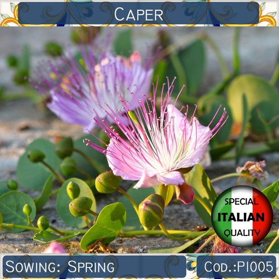 20 graines de plantes de câpres, graines de Capparis Spinosa