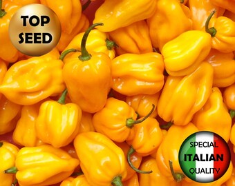 May include: A close-up image of a pile of bright yellow hot peppers. The peppers are all the same shape and size, and they are arranged in a random pattern. The text "HOT PEPPER - BOMBE JAUNE" is at the top of the image, and the text "TOP SEED" is in a circle at the top left. The text "SPECIAL ITALIAN QUALITY" is in a circle at the bottom right. The text "SOWING: WINTER/SPRING" is at the bottom left. The text "COD:TM273" is at the bottom right.