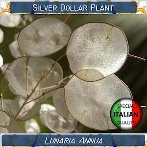 20 Silver Dollar Plant seeds, Money Plant seeds, Lunaria Annua seeds, Moneta del Papa #P4088