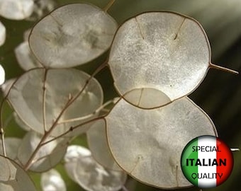20 nasion rośliny Silver Dollar, nasiona rośliny Money, nasiona Lunaria Annua, Moneta del Papa #P4088