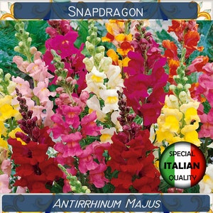 3000+ Snapdragon Mixed Colors seeds, Antirrhinum Majus seeds, Flower seeds, Bocca di Leone #FI502