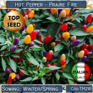 25+ Hot Pepper Praire Fire seeds, Ornamental Hot Pepper seeds, Spicy vegetable seeds, Capsicum Frutescens seeds  #TM281