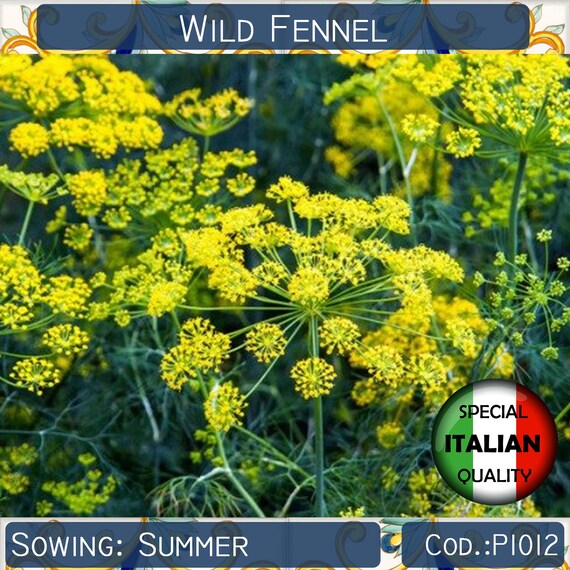 Florence Fennel Seeds | Foeniculum Vulgare Seeds