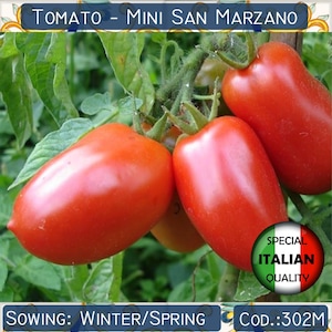 150+ minitomaten San Marzano-tomaten, Italiaanse tomatenzaden, rode tomatenzaden, groentezaden, GGO-vrij #302 M