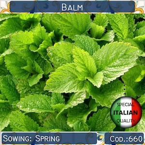3000+ seeds Balm, Melissa officinalis seeds, Aromatic seeds, Herb seeds, Non GMO #660