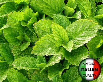 Más de 3000 semillas de melisa, semillas de Melissa officinalis, semillas aromáticas, semillas de hierbas, sin OMG #660