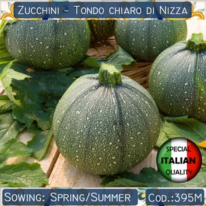 Puede incluir: Primer plano de varios calabacines redondos y verdes con un patrón moteado. La imagen incluye el texto "Zucchini - Tondo Chiaro Di Nizza" y "Sowing: Spring/Summer". Una pegatina indica "Special Italian Quality".