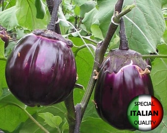 100+ Eggplant Violetta di Firenze seeds, Eggplant Purple of Florence seeds, Italian Aubergine seeds, Vegetable seeds, Non GMO #250M