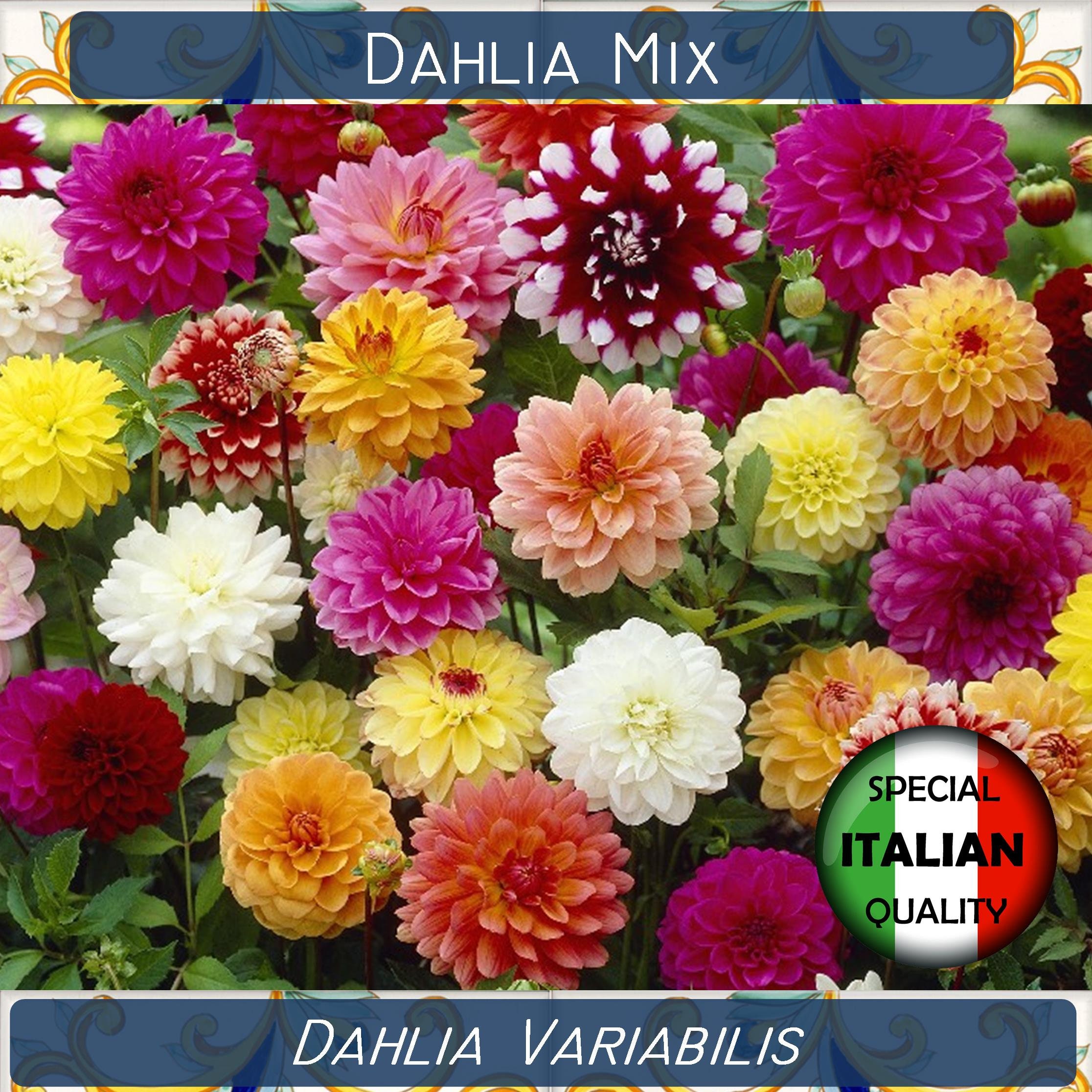50 double dahlia mixed colors seeds dahlia variabilis seeds - etsy