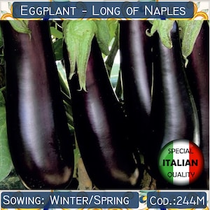 100+ Aubergine Lunga di Napoli Samen, Aubergine Long von Neapel Samen, Italienische Aubergine Samen, Gemüsesamen, Non GMO # 244 M