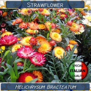 Oltre 500 semi di Elicriso di diversi colori, semi di Helicrysum Bracteatum, semi di fiori, Elicrisio Nano #FI542