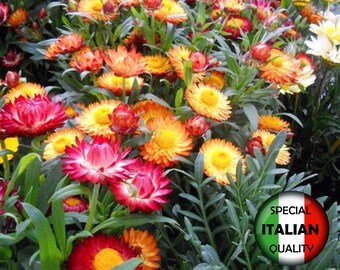 Könnte beinhalten: Eine Nahaufnahme von Strohblumen, auch bekannt als Helichrysum bracteatum, in verschiedenen Farben, darunter Gelb, Orange, Rot und Pink. Die Blumen sind von grünen Blättern umgeben. Das Bild enthält auch ein Etikett mit der Aufschrift "SPEZIELLE ITALIENISCHE QUALITÄT".