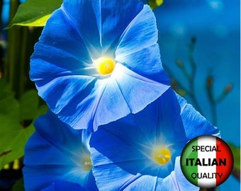 Más de 60 semillas de Blue Morning Glory, semillas de Ipomoea Rubro Cerulea, semillas de flores, Ipomea Blu #FI566