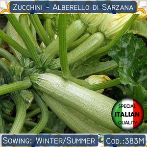 Puede incluir: Primer plano de una planta de calabacín con varios calabacines verdes creciendo. Los calabacines son largos y delgados, de color verde claro. La planta está creciendo en un entorno de jardín. El texto "ZUCCHINI - ALBERRELLO DI SARZANA" está en la parte superior de la imagen. El texto "SOWING: WINTER/SUMMER" está en la parte inferior de la imagen. El texto "COD: 383M" está en la parte inferior derecha de la imagen. Un círculo rojo, blanco y verde con el texto "SPECIAL ITALIAN QUALITY" está en la esquina inferior derecha de la imagen.
