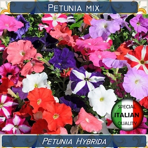 Op de afbeelding: Een mix van kleurrijke petunia bloemen in tinten roze, paars, rood, wit en blauw. De bloemen zijn in een cluster gerangschikt en hebben verschillende patronen, waaronder strepen en stippen. De tekst "PETUNIA MIX" en "PETUNIA HYBRIDA" is zichtbaar bovenaan en onderaan de afbeelding. Een ronde sticker met de tekst "SPECIAL ITALIAN QUALITY" bevindt zich in de rechterbenedenhoek.