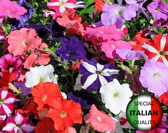 Más de 2500 semillas de petunia mixta, semillas de petunia híbrida, semillas de flores anuales n.° FI582