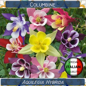 300+ Akelei gemischte Samen, Akelei Hybrida, mehrjährige Blumensamen, Aquilegia in Miscuglio #FI501