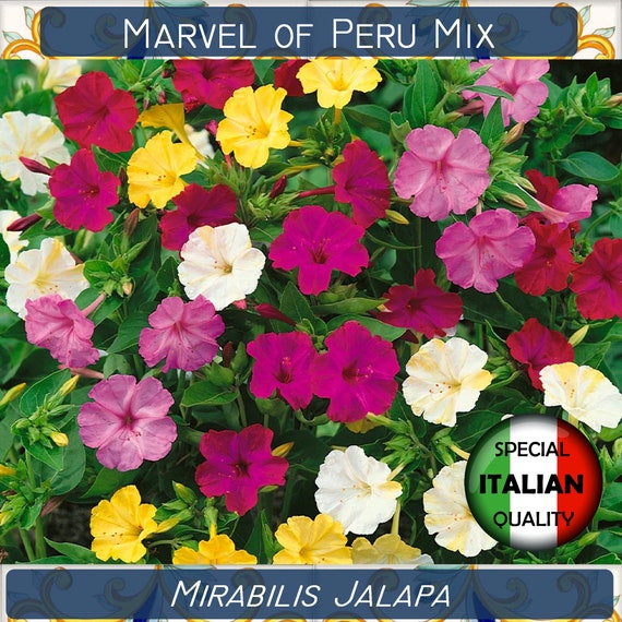 10 Marvel Of Peru Mix Color Seeds Four O Clock Flower Etsy