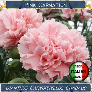 130+ nasion goździka różowego, Dianthus Caryophyllus Chabaud, nasiona kwiatów, Garofano Rosa #FI550