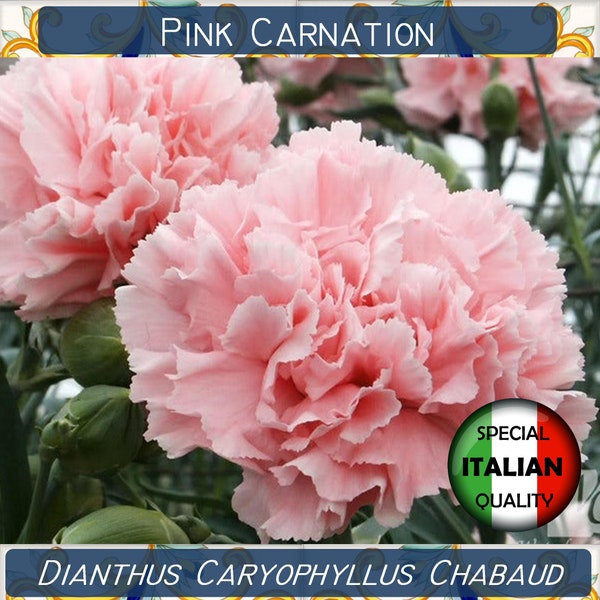 130+ Rosa Nelke Samen, Dianthus Caryophyllus Chabaud Samen, Blumensamen, Garofano Rosa #FI550