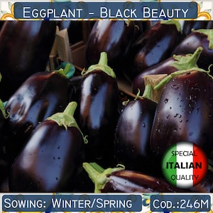 100+ Aubergine Black Beauty Samen, Italienische Aubergine, Gemüsesamen, Non GMO # 246 M