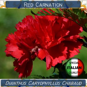 130+ nasion goździka czerwonego, Dianthus Caryophyllus Chabaud, nasiona kwiatów, Garofano Rosso #FI552