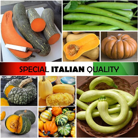 Zucca Italiana Lunga Di Napoli, Lunga Di Pergola, Trombetta Di 
