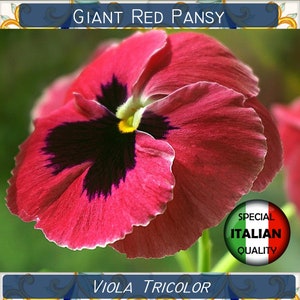 170+ Giant Red Pansy seeds, Viola Tricolor seeds, Flower seeds, Pansè Rossa #FI580