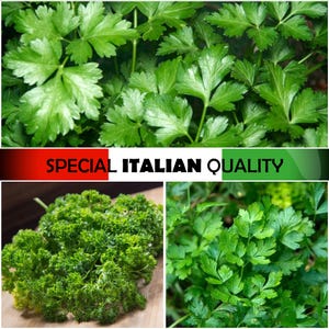 Italiaanse peterselie, reuzenpeterselie, krulpeterselie, Italiaanse keukenkruiden, Italiaanse aromatische kruiden, zeldzame keukenkruiden