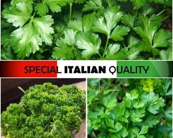 Può includere: Un collage di prezzemolo verde fresco, che mostra varietà a foglia piatta e riccia. L'immagine evidenzia le trame e le forme delle erbe. Il testo recita "SPECIAL ITALIAN QUALITY".