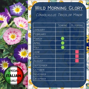 170 Wild Morning Glory seeds, Convolvulus Tricolor Minor seeds, Flower seeds, Convolvo FI530 image 5
