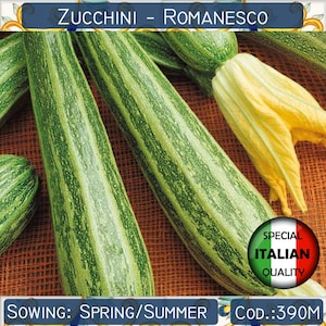 10 romanesco zucchinifrön, italiensk arvsmassa, icke-GMO #390 M