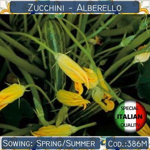 10 Zucchini Alberello seeds, Italian Zucchini Flowers seeds, Italian garden vegetable, Squash seeds, Non GMO #386M