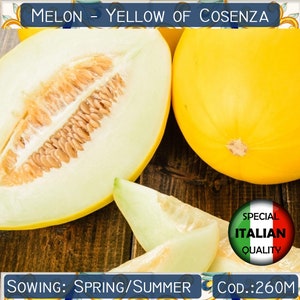 10 Melon Giallo di Cosenza-Samen, Kanarische Melonensamen, süße gelbe Melonensamen, italienische Melonensamen, Non GMO # 260