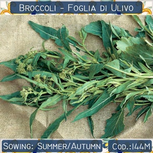 250+ Broccoli Rabe seeds, Broccoli Foglia di Ulivo seeds, Italian vegetable seeds, Rapini seeds, Non GMO #144M