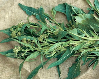 250+ semi di Broccoli Rabe, semi di Broccoli Foglia di Ulivo, semi di ortaggi italiani, semi di Rapini, Non OGM #144 M
