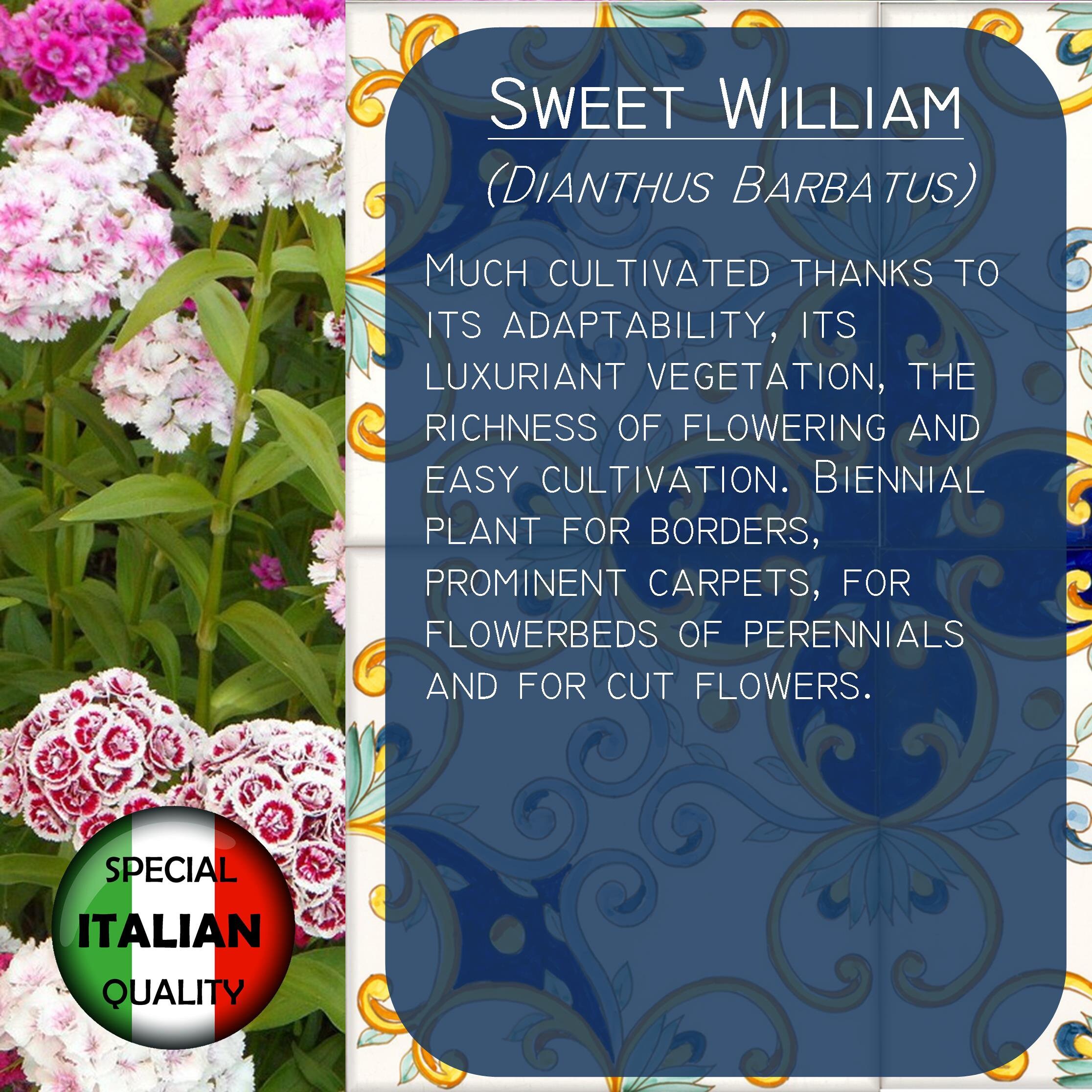 420+ Sweet William Mixed Colors Seeds, Dianthus Barbatus Seeds