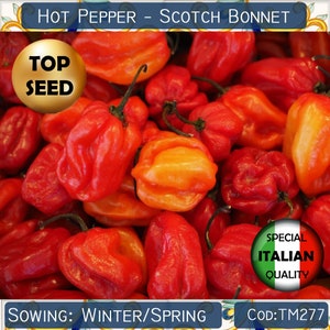 25+ Hot Pepper Scotch Bonnet seeds, Bonney Pepper seeds, Spicy vegetable seeds, Capsicum Chinense seeds  #TM277