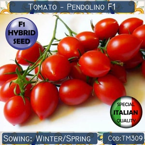 25 Tomato Pendolino F1 seeds, F1 Hybrid Tomato seeds, F1 Hybrid Vegetable seeds, Italian Tomato seeds, Rare Tomato seeds #TM309