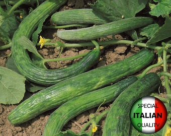 15 semillas de pepino Tortarello, semillas de pepino italiano, semillas de pepino para rebanar, semillas de verduras, sin OGM #101 M