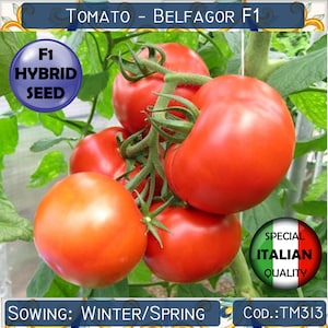 25 Tomato Belfagor F1 seeds, F1 Hybrid Tomato seeds, F1 Hybrid Vegetable seeds, Italian Tomato seeds, Rare Tomato seeds, Non GMO #TM313