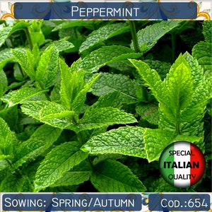 5200+ seeds Peppermint, Menta Piperita seeds, Mint seeds, Aromatic seeds, Herb seeds, Non GMO #654