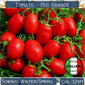 150+ Rio Grande-tomatenzaden, Italiaanse tomatenzaden, rode tomatenzaden, groentezaden, GGO-vrij #328 M