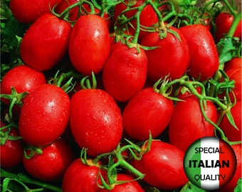 Más de 150 semillas de tomate Rio Grande, semillas de tomate italiano, semillas de tomate rojo, semillas de hortalizas, sin OGM #328 M