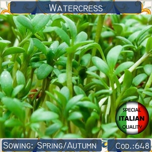 900+ seeds Italian Watercress, Herb garden seeds, Culinary herb seeds, Non GMO, #648